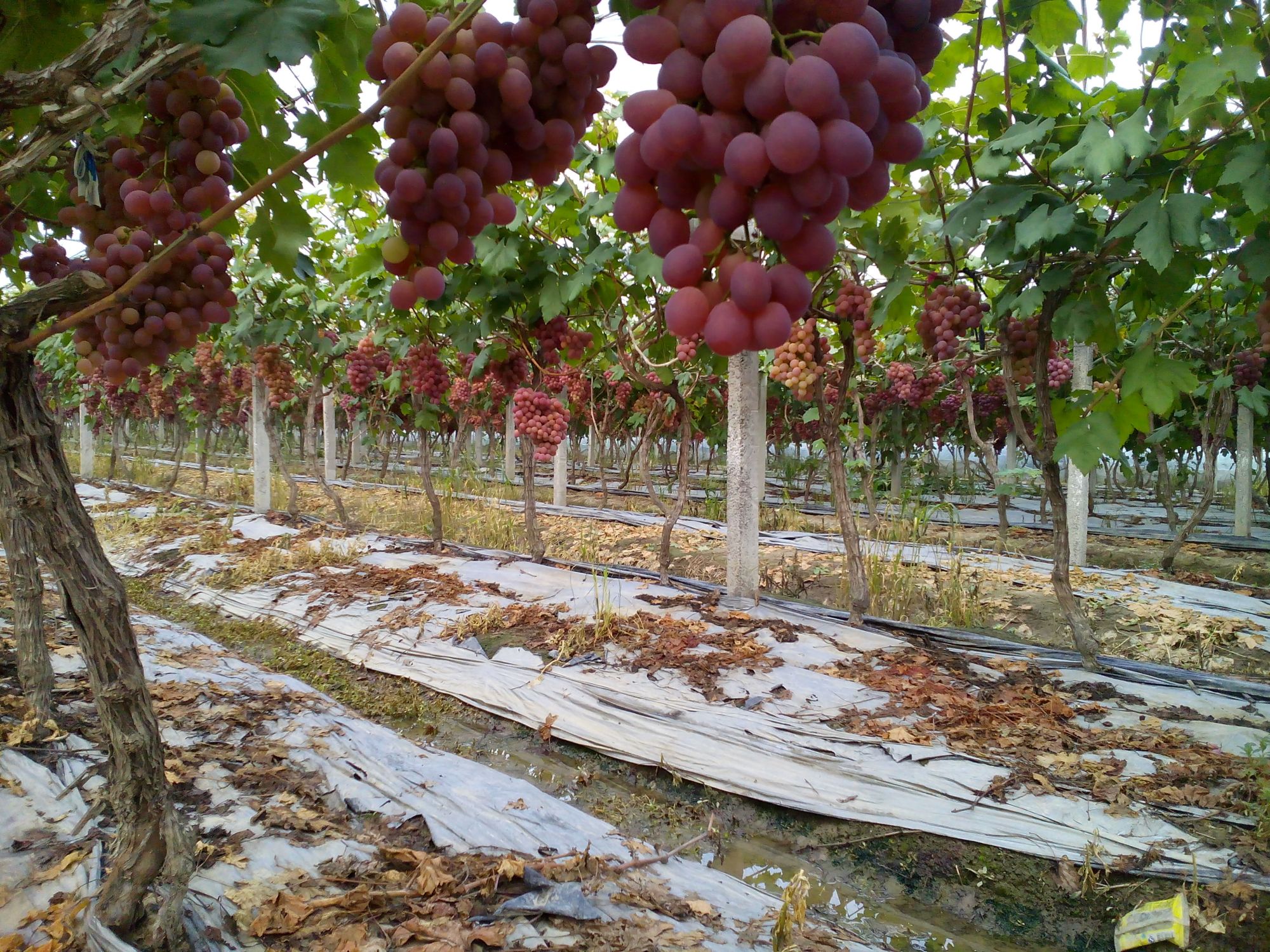 葡萄生长记录 萌芽 拉花穗期生长 分享给大家 百科ta说