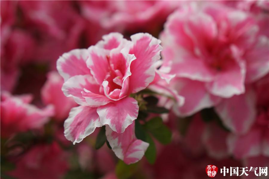 湖北麻城杜鹃花娇艳绽放