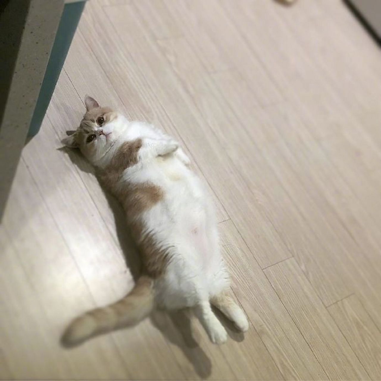 万物皆可云#【云吸猫】猫咪躺下来,就变成了一条面包 676767