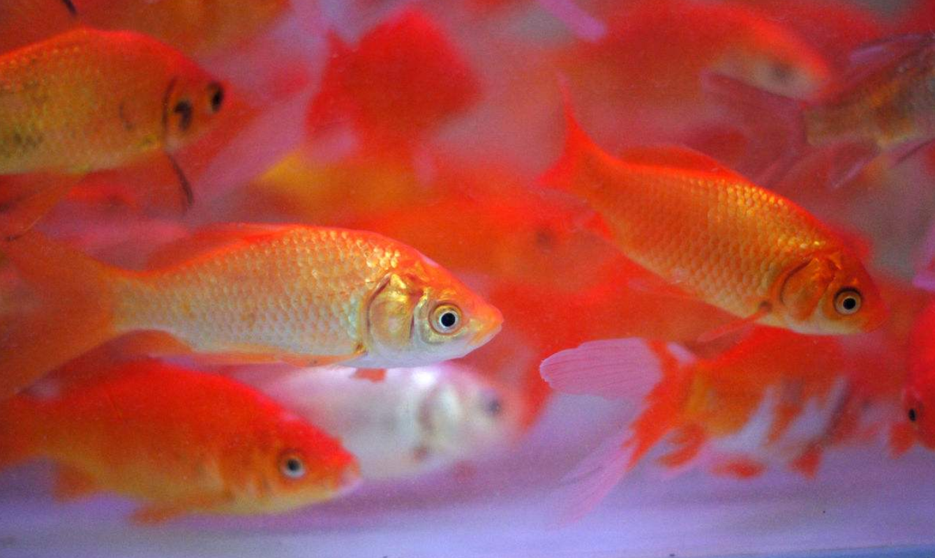长尾彩鲫喂养指南,初学者最适宜的品种之一