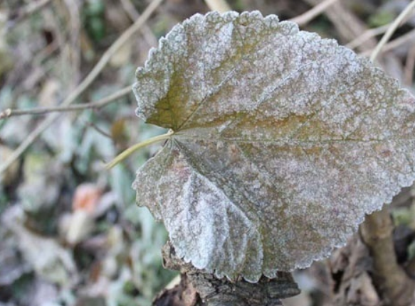 农村这种树,果子很好吃,叶子更是宝,秋霜之后被称为"神仙叶"