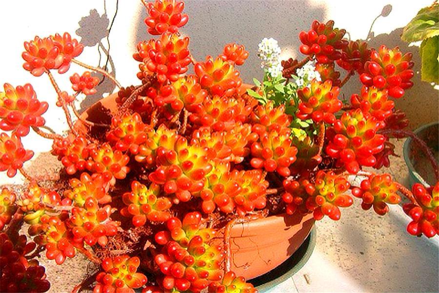 最好养的果冻多肉红之玉,秋天上色有"3招",鲜红绚紫饱满晶莹