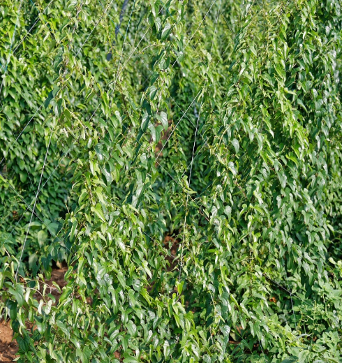 它原名是叫"薯蓣",与如今的名字"山药"无一字相同?