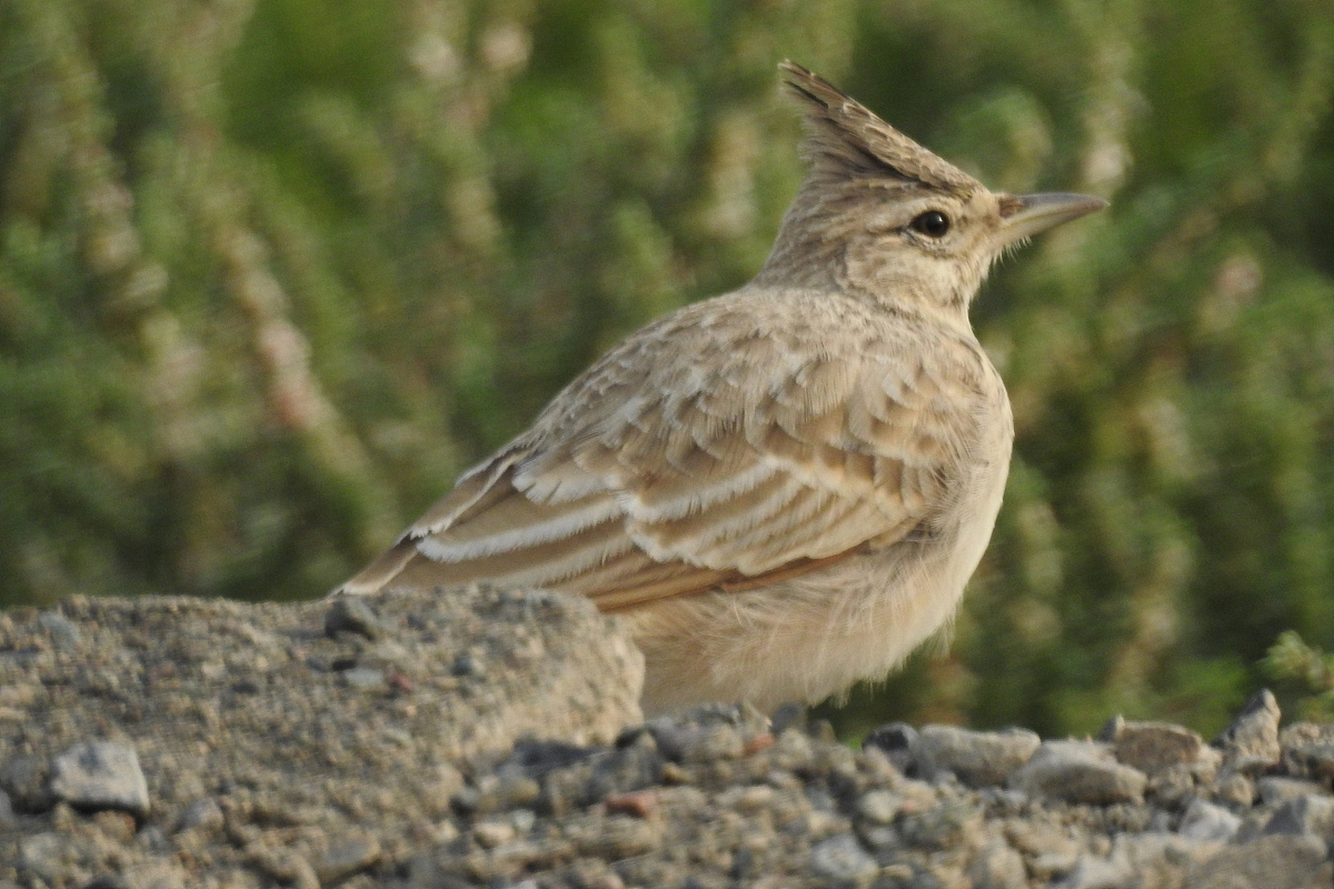 凤头百灵分布于秦岭低