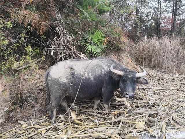 一头水牛两个村民争,民警巧用缰绳辨别找到牛主人