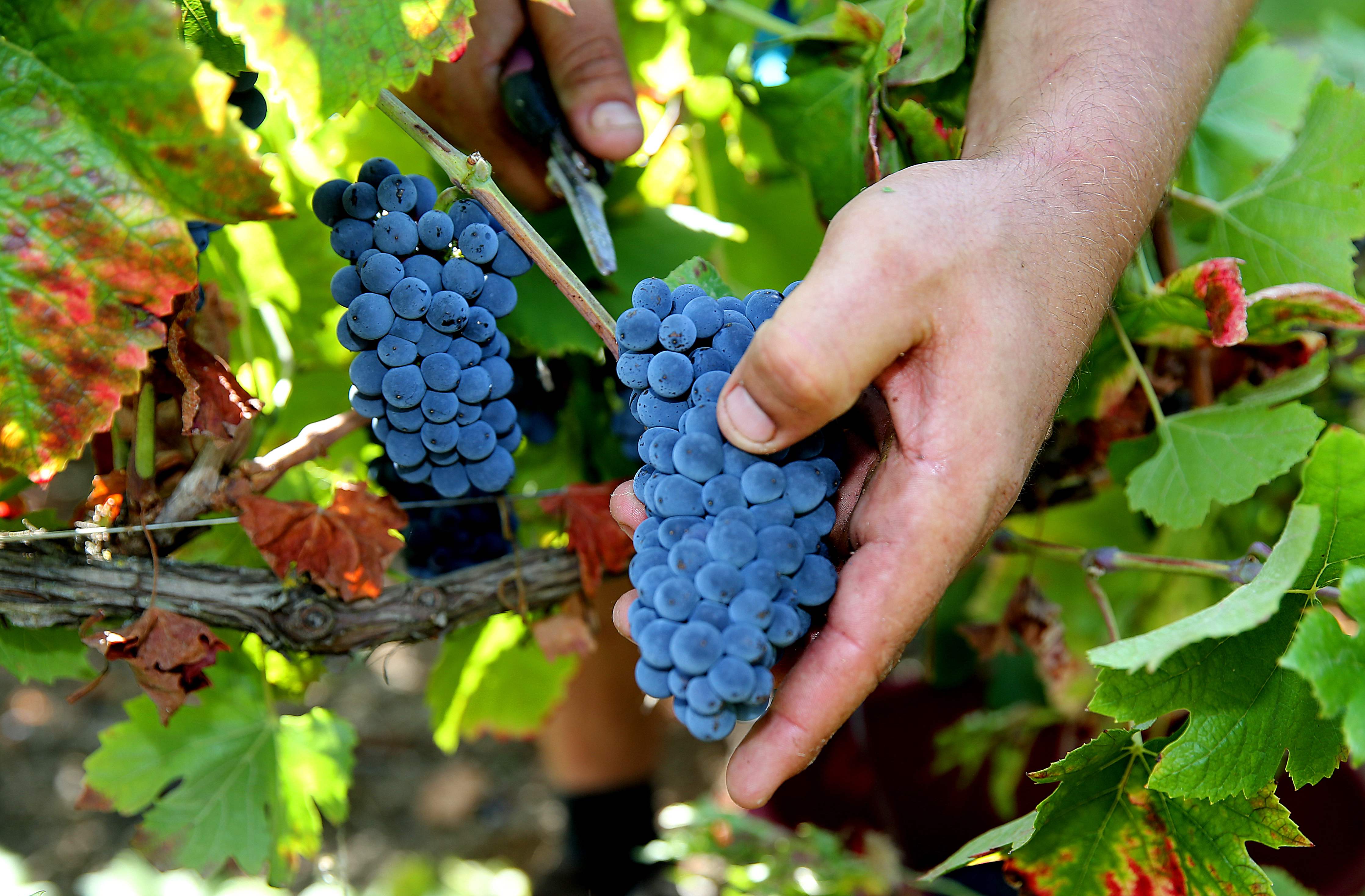 采摘黑皮诺葡萄(6)