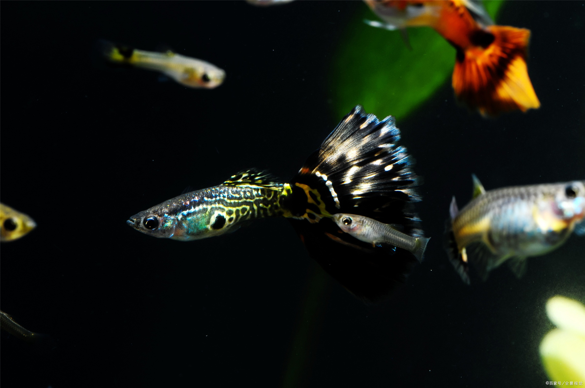 分析孔雀魚飼養和繁殖中的三個常見問題,新手養魚要知道