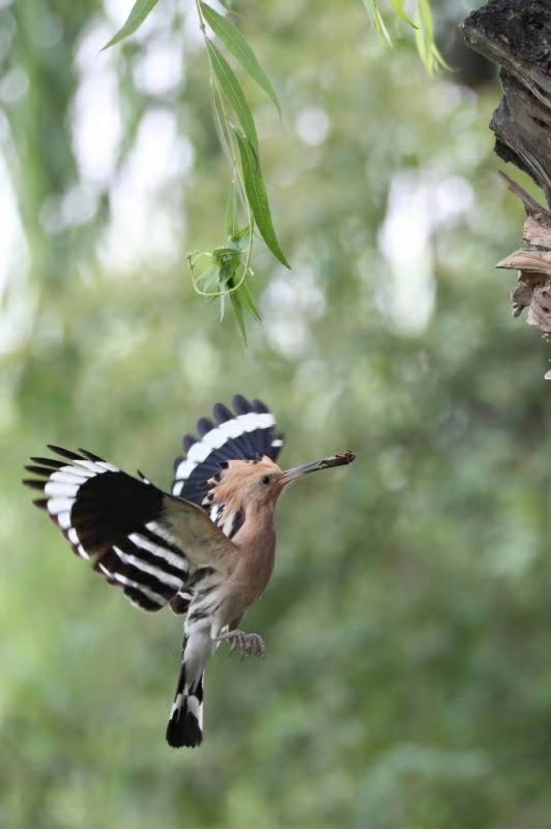有谁知道这种头上长小扇的鸟的学名叫啥?是啄木鸟吗?