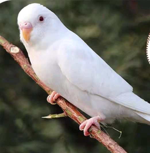 怎样手养虎皮鹦鹉――虎皮鹦鹉选购价格指导