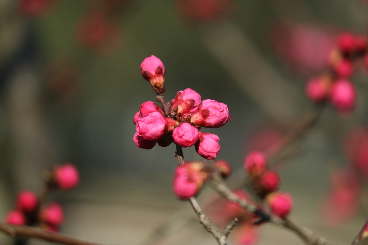 成都府南河边红梅花儿闹新春