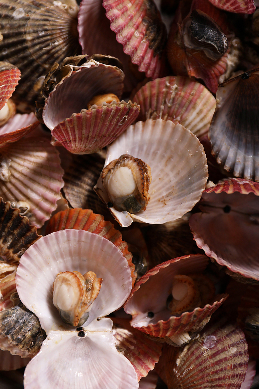 如果放在海边,你会用它来听海声,但在自然风格的家