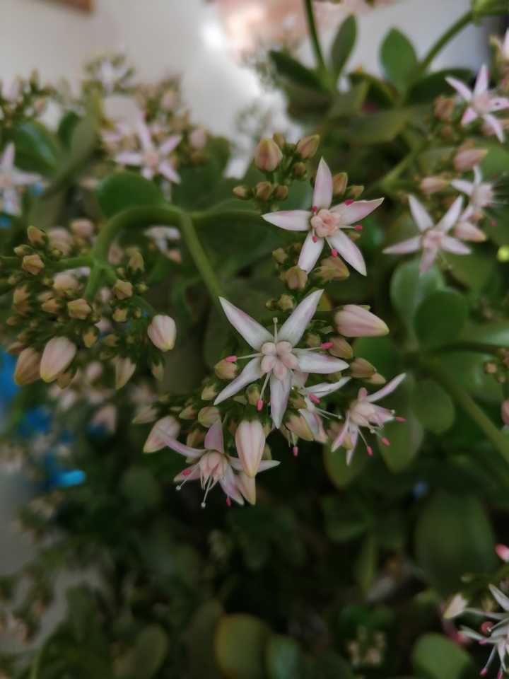 鐵樹千年難開花,玉樹萬年不開花,很難見的玉樹開花,快來看看吧