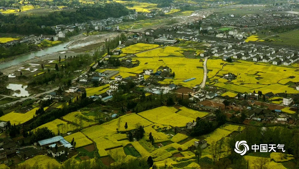 四川芦山春暖大地 油菜花开春意浓