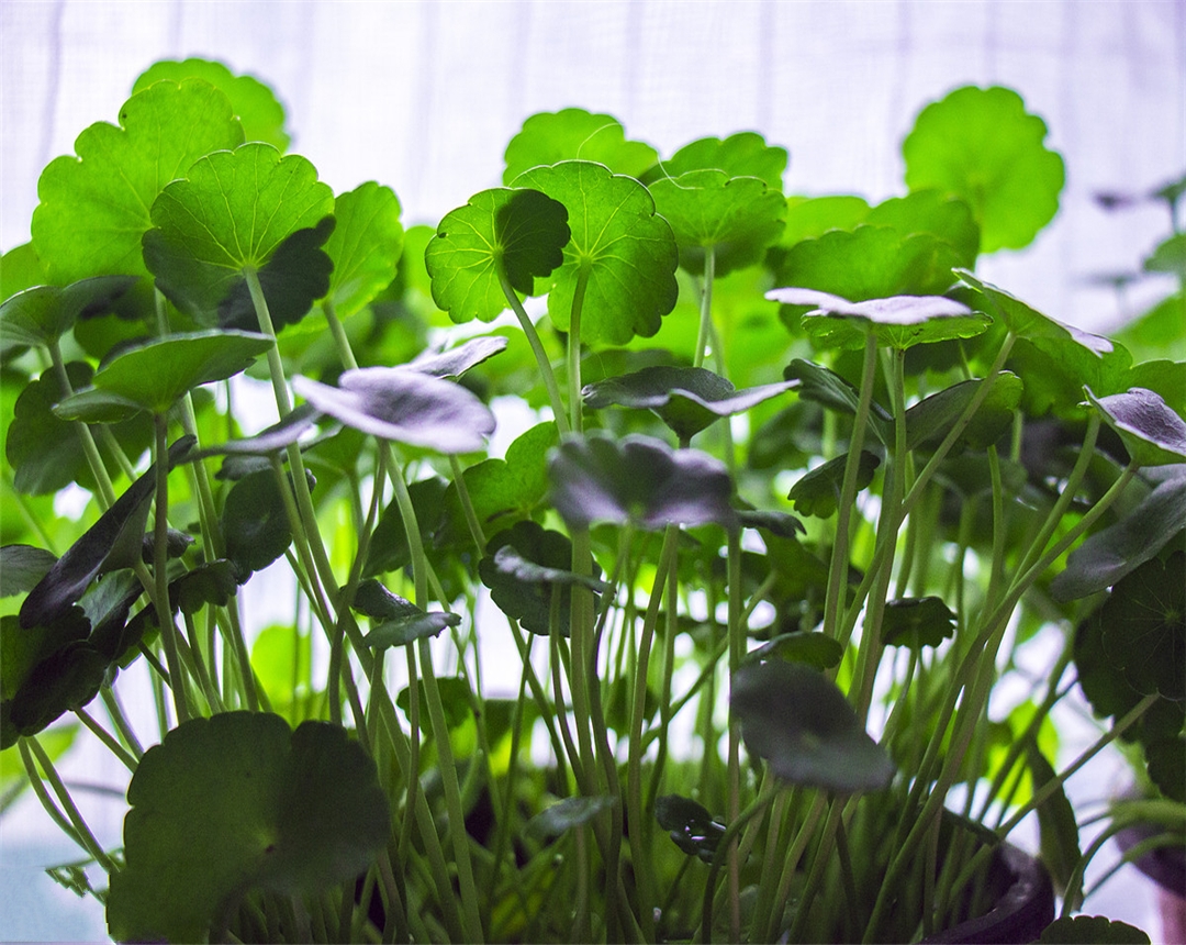 长着钱的草?原来是铜钱草,它的养殖方式还是比较简单的!