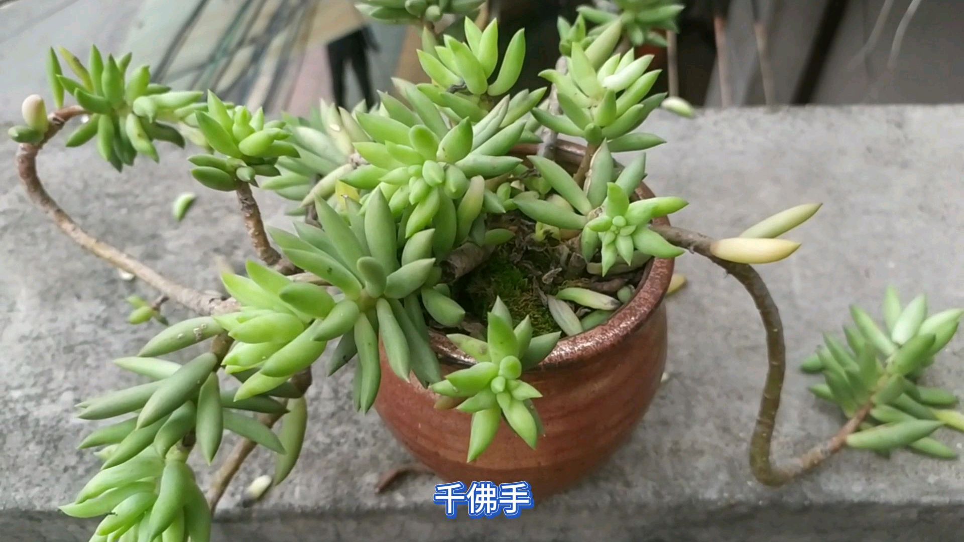 多肉千佛手小老桩,原来是这样养成的