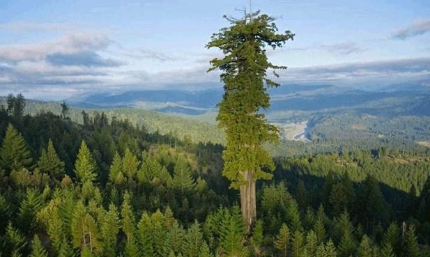 杏仁桉树不仅是世界上最高的树,还是世界上生长最快的树之一,这种树的