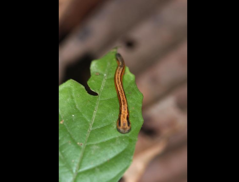 山蛭知识科普,这些你可能不知道!