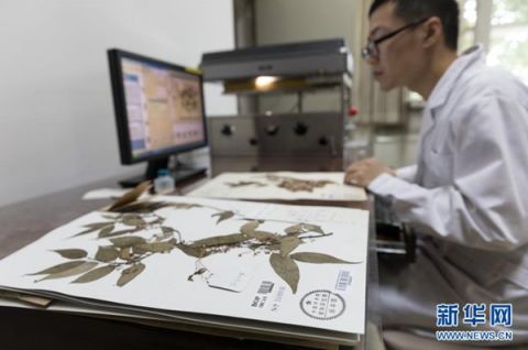 中国数字植物标本馆标本数量已超600万