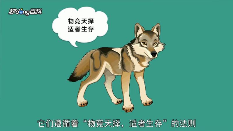 「秒懂百科」一分钟读懂狼性的精神,科技,科普,好看视频