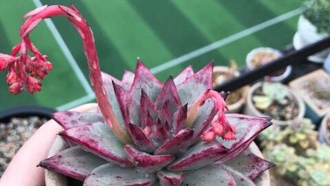 罗密欧与朱丽叶,多肉植物当中的情侣,少了一些凄美多了一点靓丽
