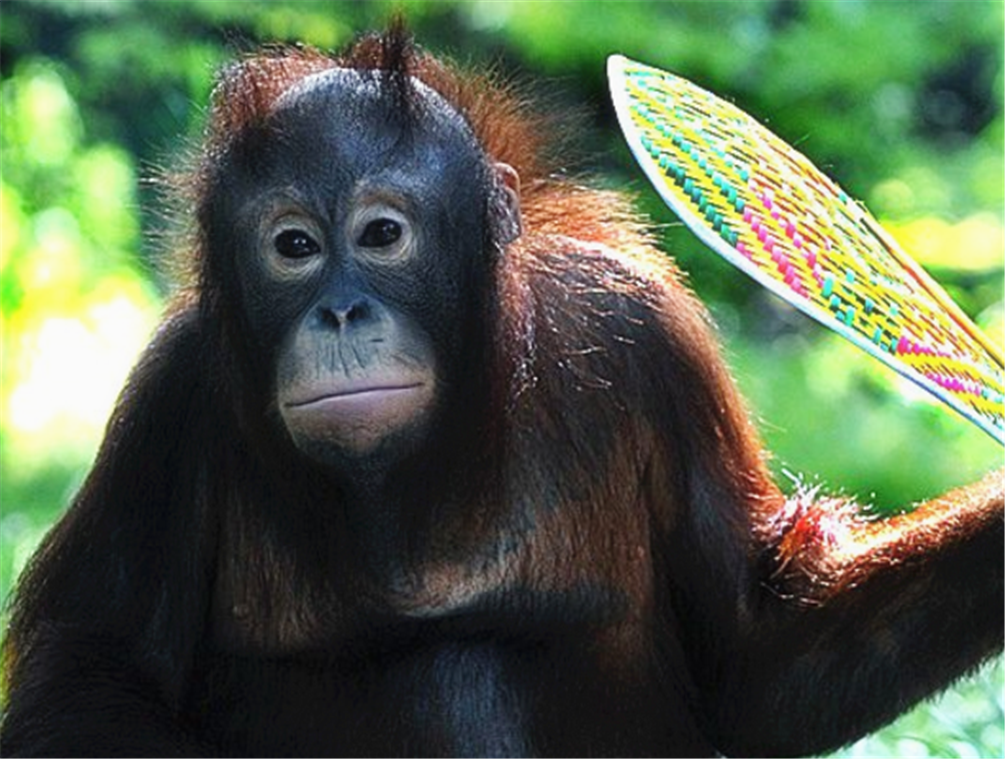 这些动物成精的瞬间,最后一张笑的我肚子疼!