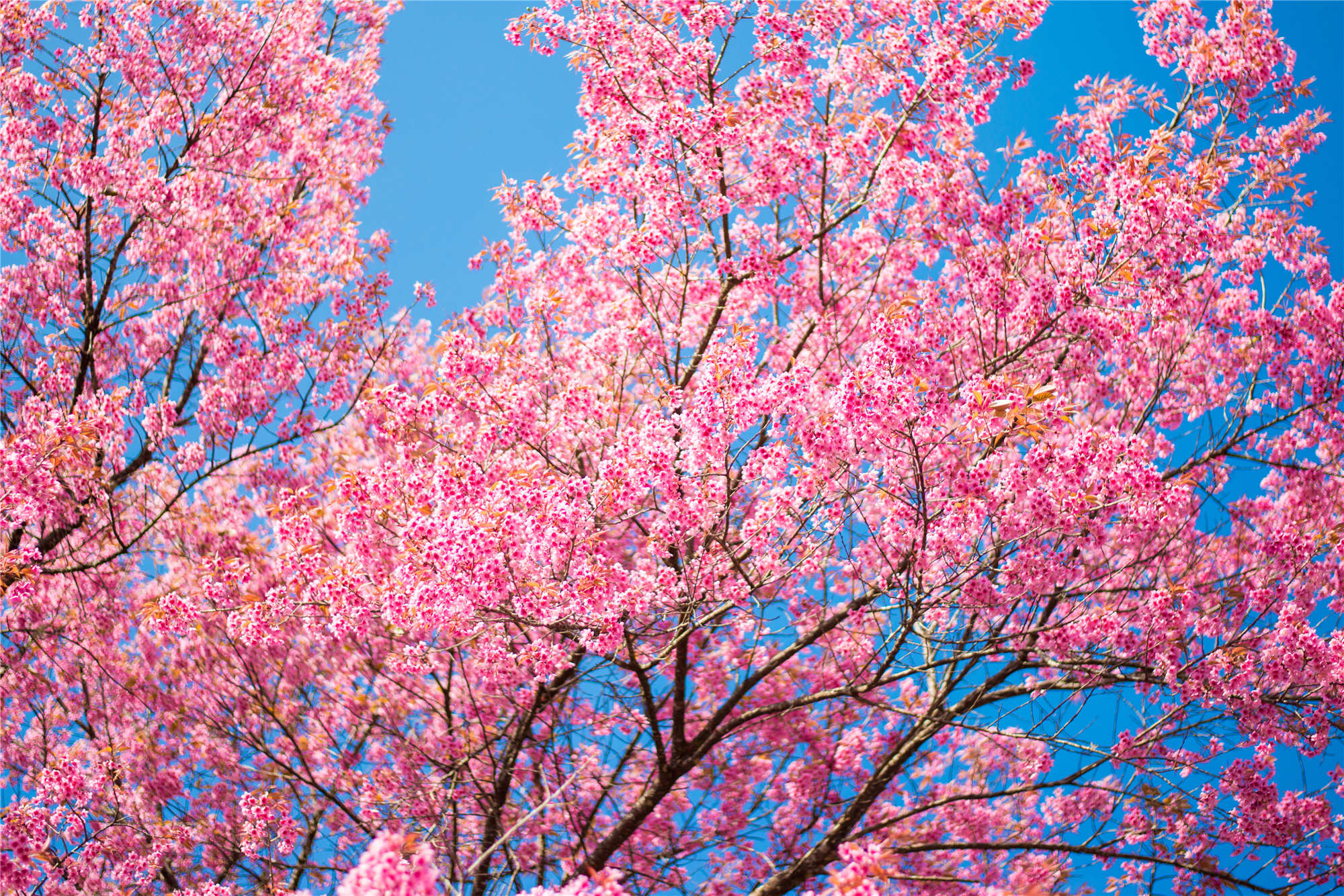 美丽的樱花图片图片