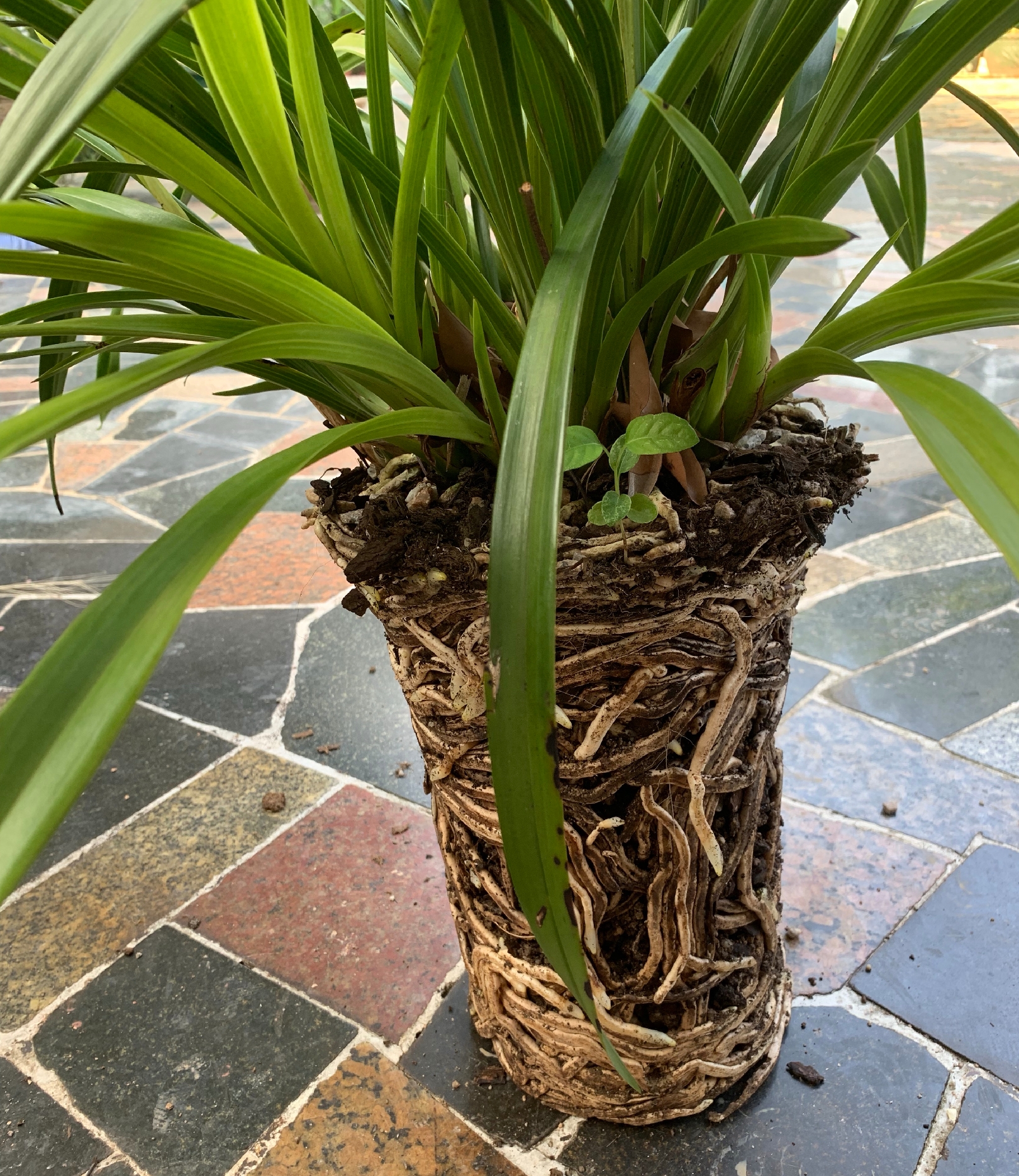 爆盆的兰花居然会空根?赶快挪个窝,根系全是水晶头,花芽快破土