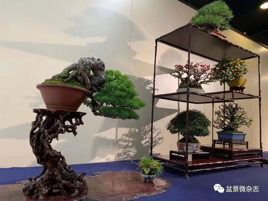 「戴口罩看盆景展」抢先观赏2020年日本第94回国风盆栽展精品