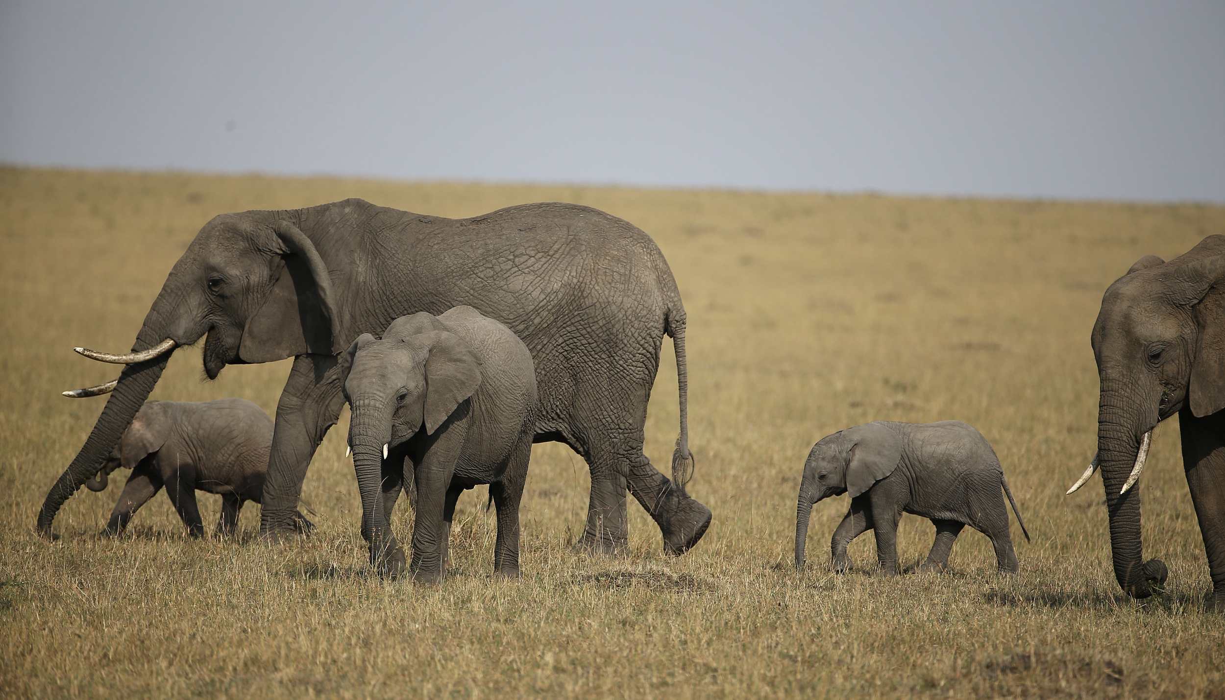 野生非洲幼象将被禁止送往动物园,津巴布韦美国反对