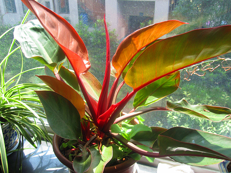 红苞喜林芋的养殖方法和注意事项 - 2020年最新商品信息聚合专区