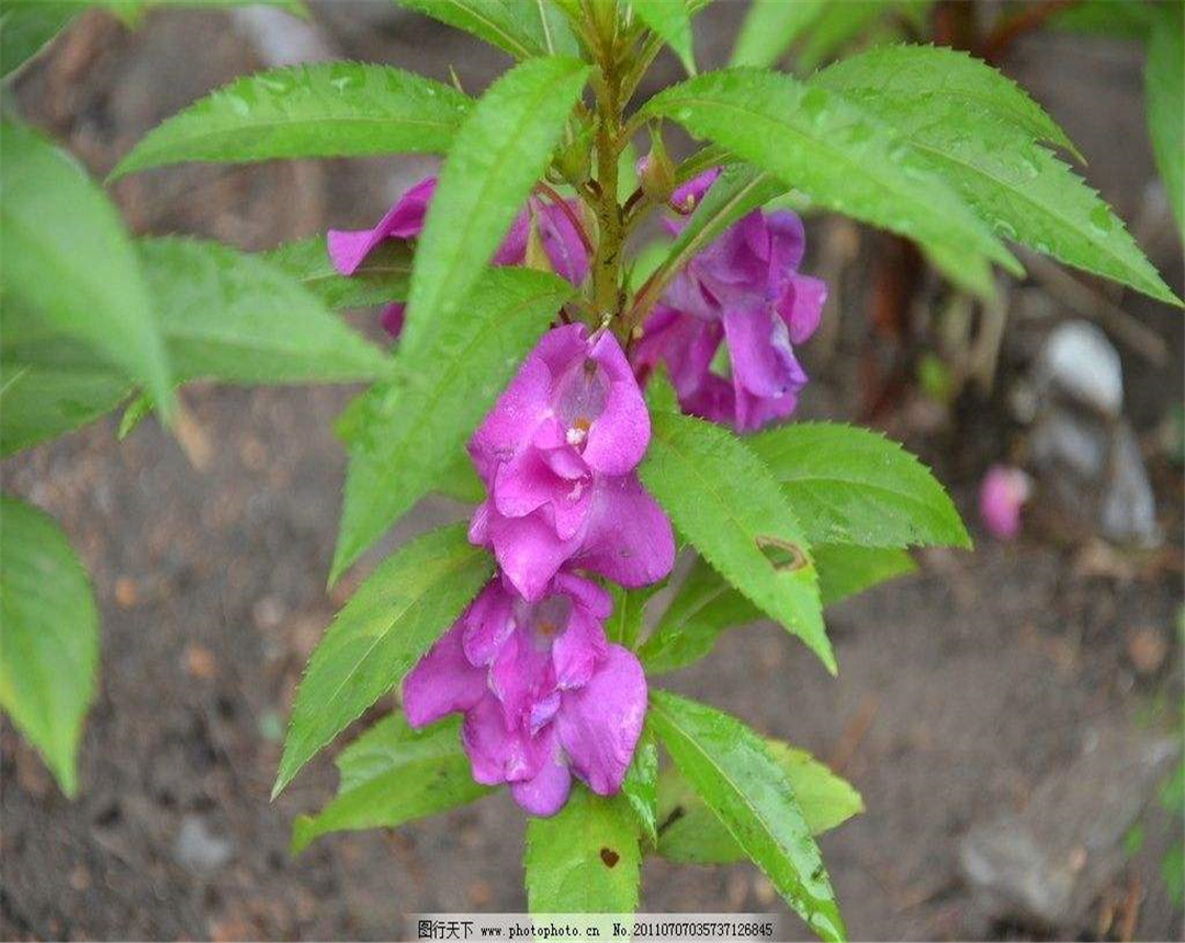 凤仙花的花期