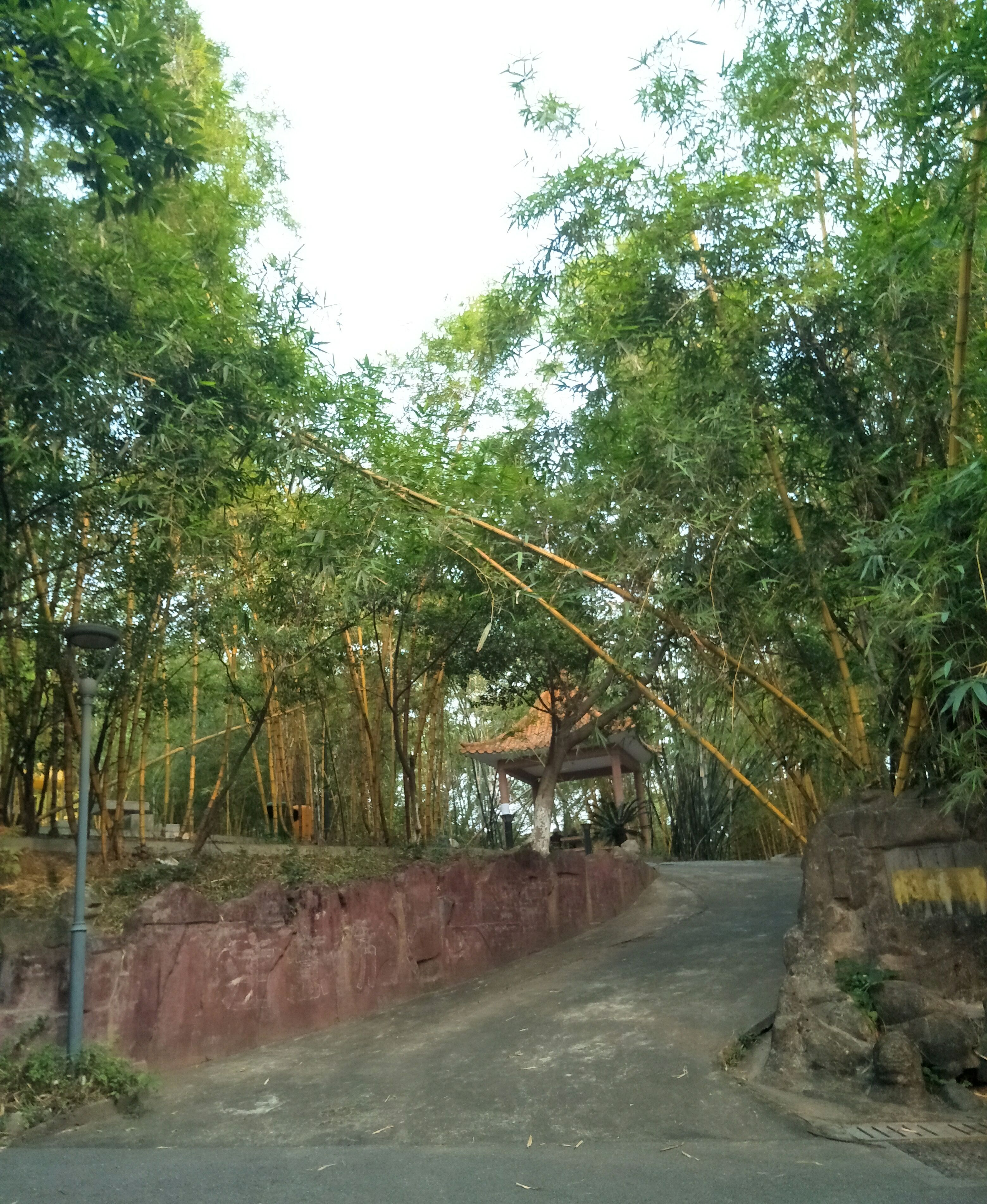 顺德容桂容奇大凤山美景