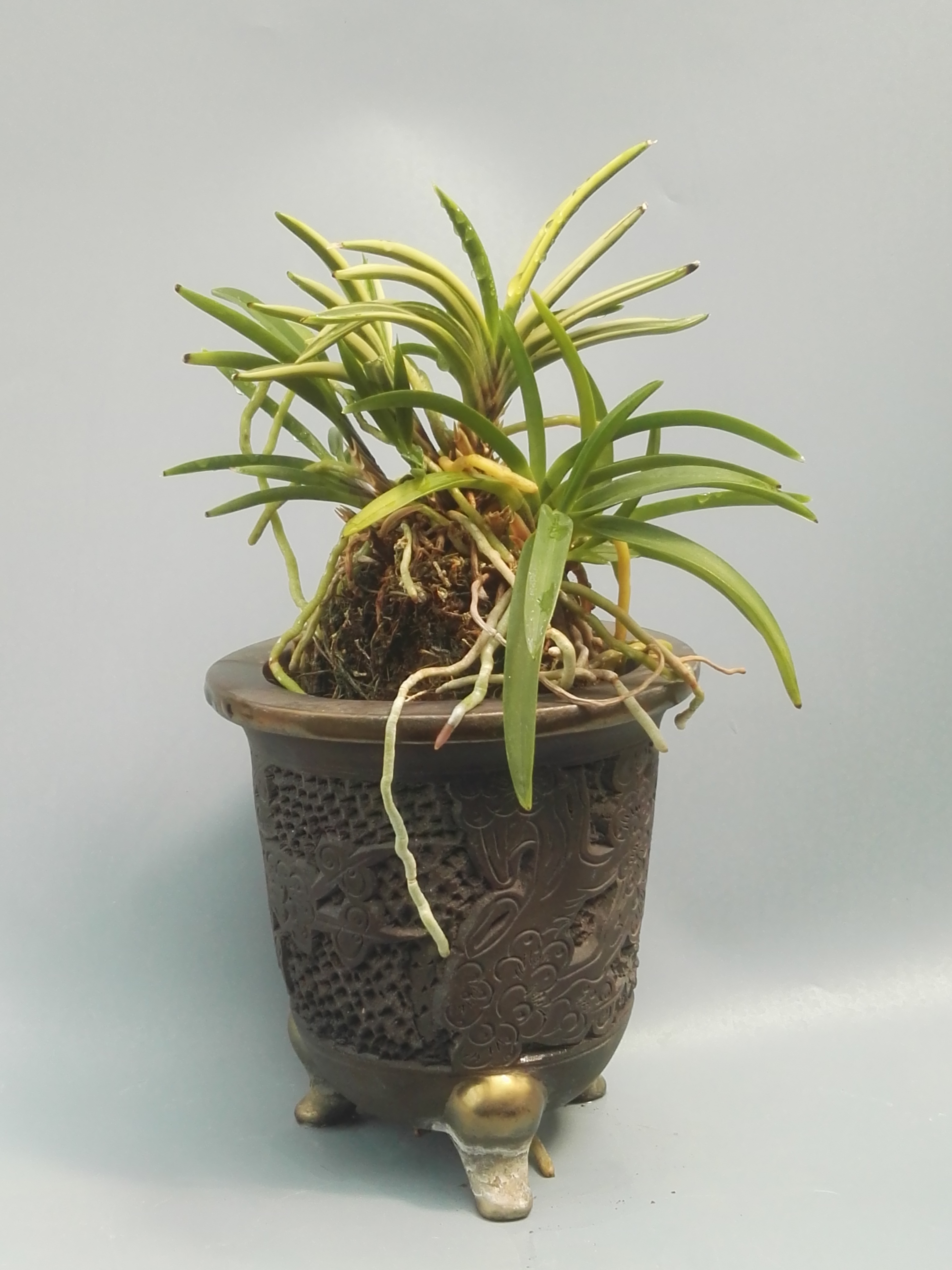 风靡亚洲的凤兰清香沁人,叶,根皆具观赏性,国内尚无真正玩儿家