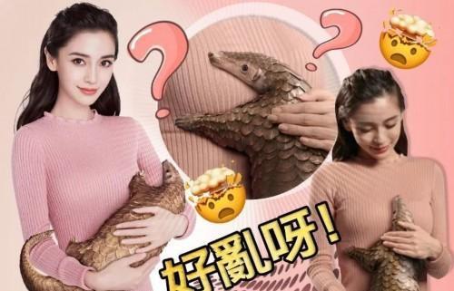 呼吁停止用穿山甲通乳!angelababy被批评"帮倒忙"