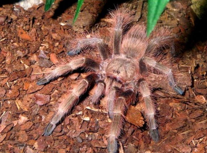 3,巴西红毛蜘蛛的颜色比较好看,这种蜘蛛有着红色的尾巴,而且毛绒绒的