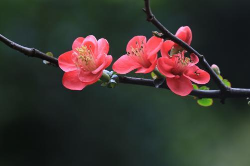 陈与义水平很高的一首诗,可与苏轼《海棠》媲美