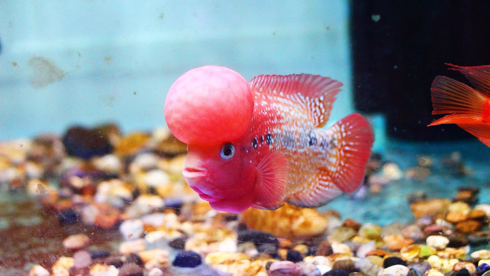 极品质的罗汉鱼好看吗?