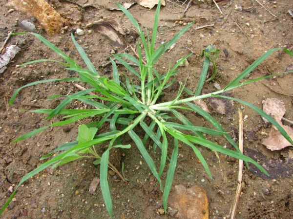 农村茅房边的野草蟋蟀草,农民痛恨不已,常见但作用大,治风湿病