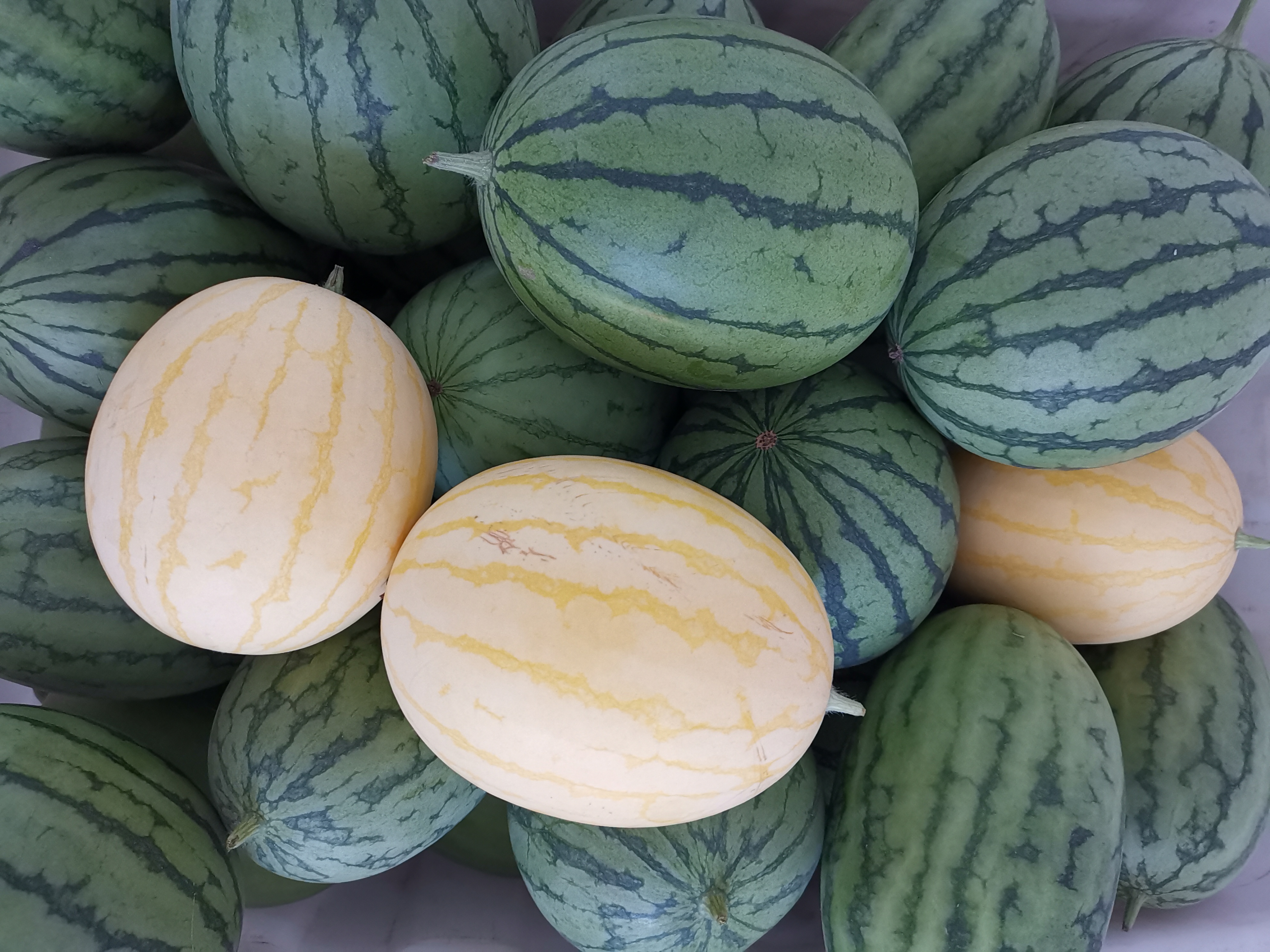 49种珍品西瓜新品种亮相中牟,瓜农每亩收入3万元