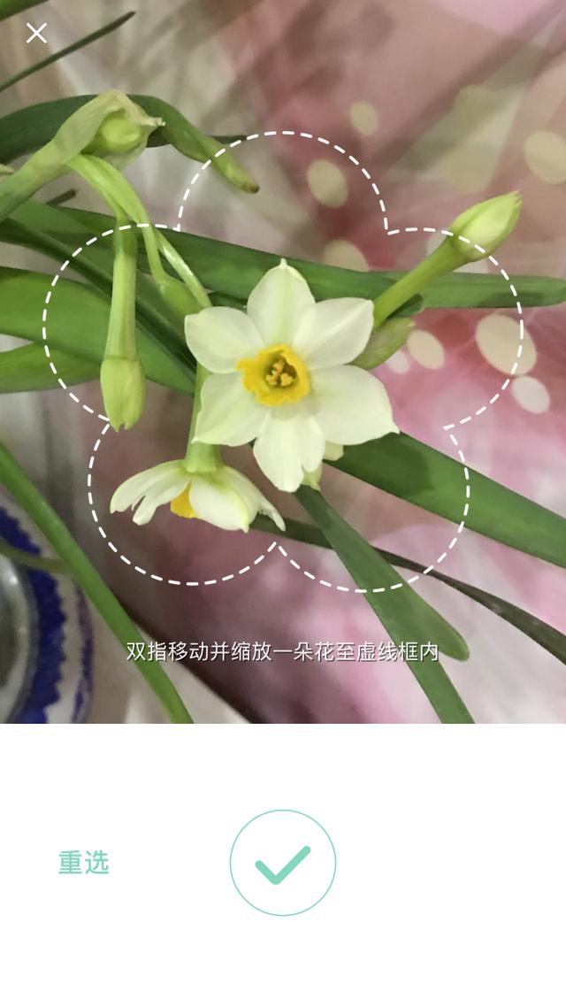 識花神器推薦丨精準植物拍照識別,拍張照片就能知道花的名字