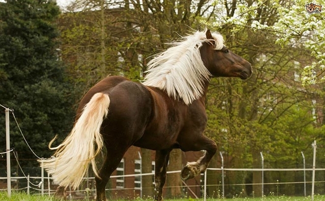 盘点:那些稀有而英俊的马,每一匹都价值连城
