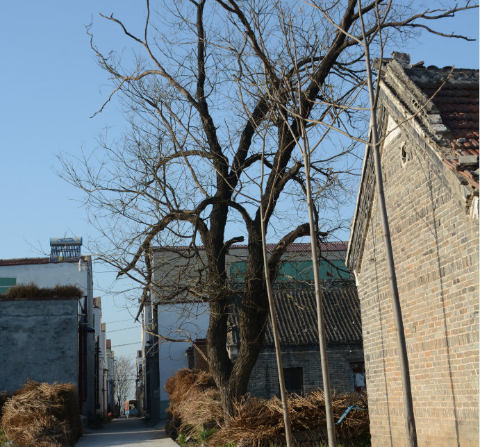 我的老家,是黄河沿边的一个小村庄!