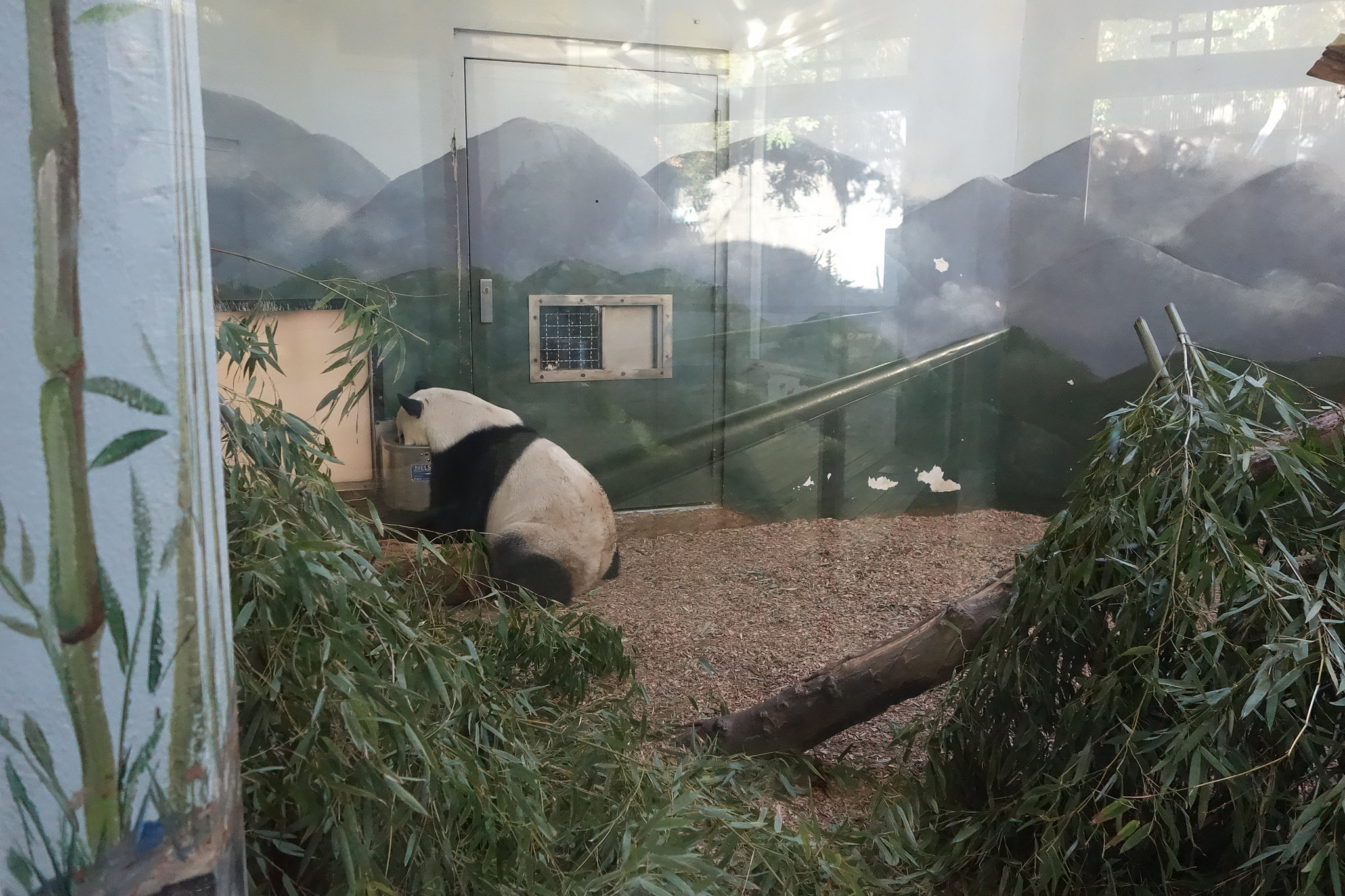 来自美国亚特兰大的大熊猫宝宝洋洋向你问好