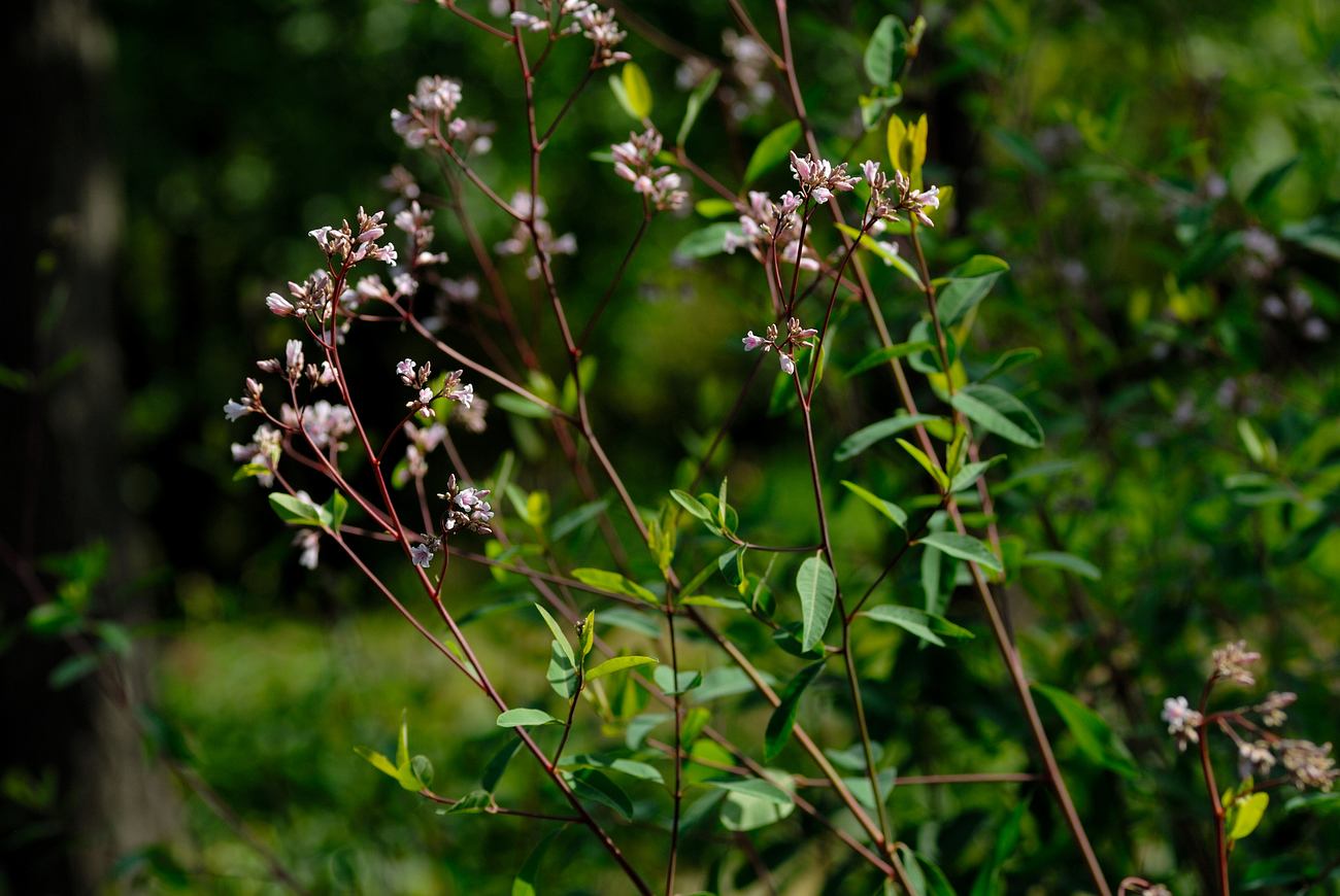 这种"野草"能卖到上百块一斤,能治高血压眩晕,你认识它吗?