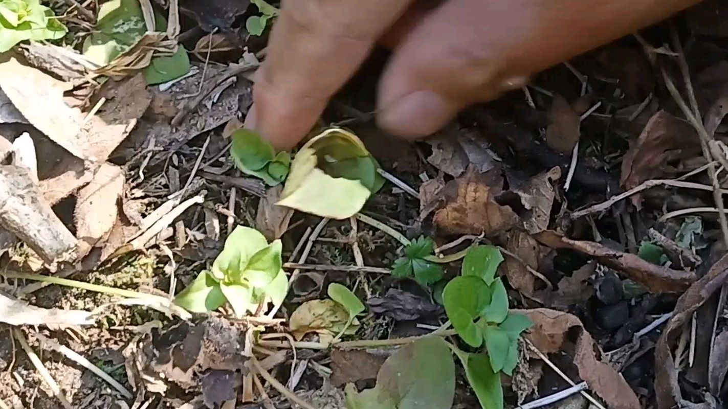 野生鱼腥草大家见过麽?鱼腥草的叶子还更好吃