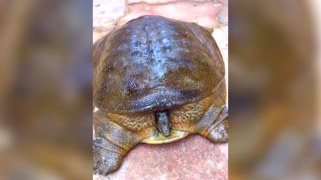 野生大甲鱼这么大的不多见了吧