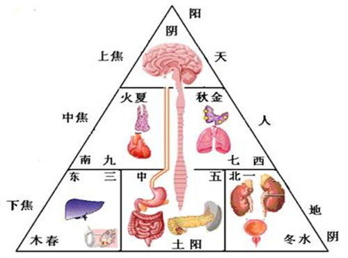 五脏六腑与五行中的三焦