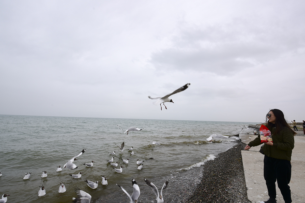 青海湖观鸟图片