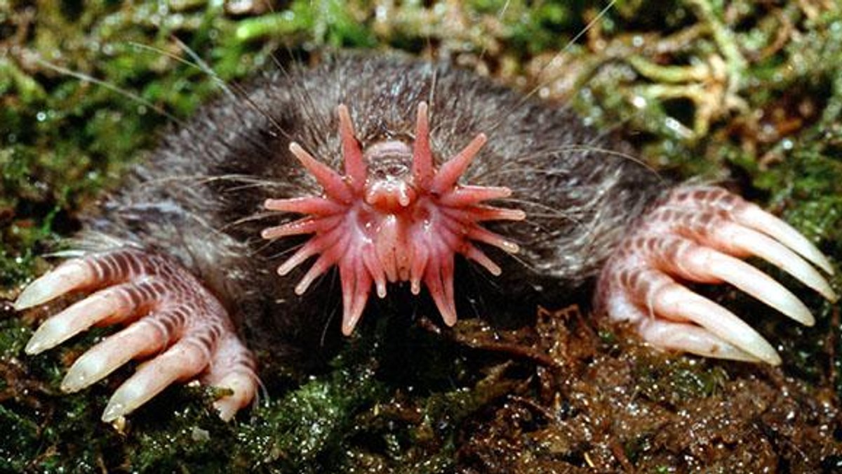 世界最丑动物前十名,长相千奇百怪,拔得头筹的竟是一滩液体?