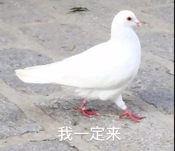 参赛信鸽搭乘高铁归巢 主人作假被判刑